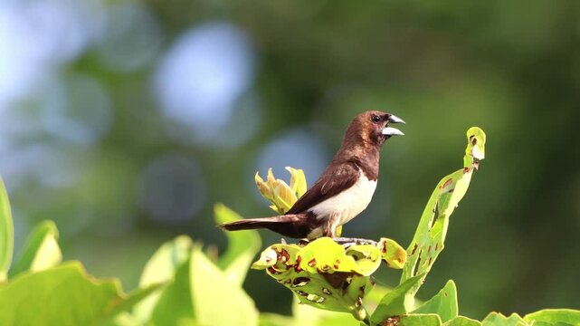 Rice sparrows perch on tree branches