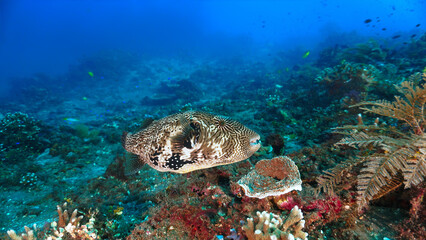 Underwater photo of a giant Pufferfish at a colorful coral reef off the coast of the island Bali in Indonesia.