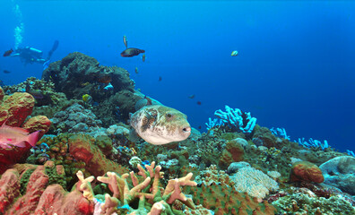 Underwater photo of a giant Pufferfish at a colorful coral reef off the coast of the island Bali in Indonesia.