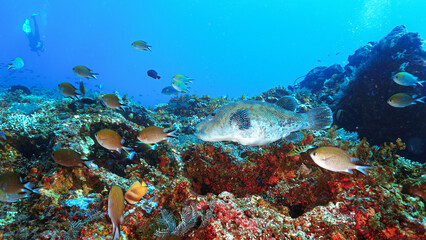 Underwater photo of a giant Pufferfish at a colorful coral reef off the coast of the island Bali in Indonesia.