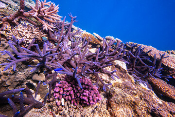 Pristine hard coral reef in Fiji - Scuba diving the beautiful coral reefs of the Pacific Ocean