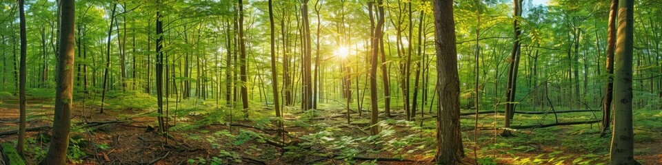 Obraz premium Stunning Panoramic Scene of a Picturesque Deciduous Forest Covered in Vibrant Greenery with Sunlight Streaming Through the Foliage