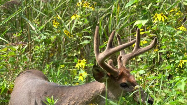 Male White-tailed deer (Odocoileus virginianus) with antlers grazes in tall grasses in summer. 