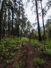 Reserva Forestal La Yeguada Panama