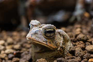 地面に埋まるナンブヒキガエル
