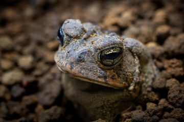 地面に埋まるナンブヒキガエル