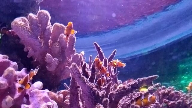 A vibrant tropical coral reef teeming with colorful marine life and soft corals in the deep blue water