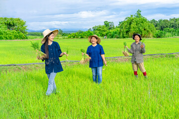 Fototapeta premium group of female asia farmers holding young rice sprouts talking joyfully together in the field while working on a sunny day,concept of Thailand seasonal rice planting