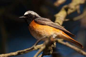Phoenicurus phoenicurus, male redstart, commmon, redstart, dark background, bird in the tree, orange,