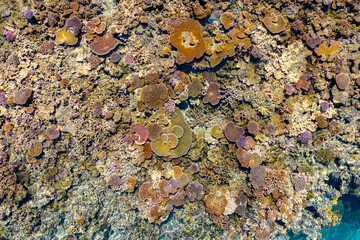 Aerial view of of healthy pristine colorful coral reef