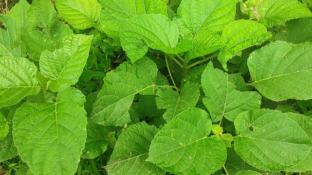 Clerodendrum infortunatum (hill glory bower) plant without flowers. A traditional medicinal plant with antimicrobial property. The rough leaves were once used in the place of toilet tissue.