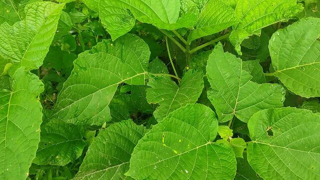 Clerodendrum infortunatum (hill glory bower) plant without flowers. A traditional medicinal plant with antimicrobial property. The rough leaves were once used in the place of toilet tissue.