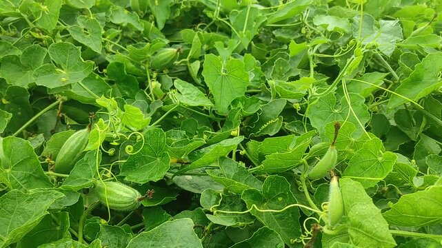 pointed gourd plant, pointed gourd, pointed gourd tree in india,	