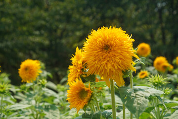 馬見丘陵公園のひまわり