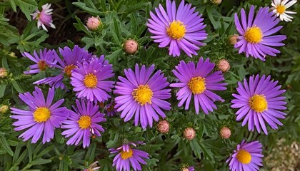  Vibrant purple flowers in bloom