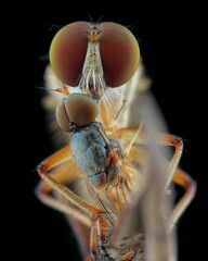 close up of a eating robberfly with prey