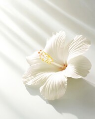 Obraz premium Elegant white flower in soft sunlight on a smooth surface. Minimalist botanical beauty with delicate petals and serene ambiance.