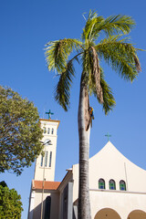 Blue-and-Yellow Macaws in Main Square with Church, Americo de Campos, Sao Paulo, Brazil