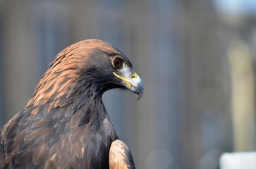 Red tailed hawk with head turned sideways looking into the distance with urban unfocused background