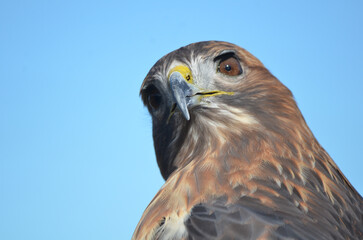 Red tailed hawk with head turned in a puzzled expression looking at you with blue background