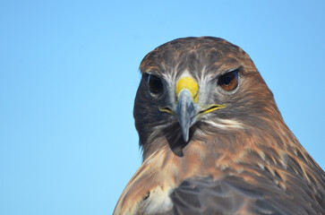 Red tailed hawk with head straight forward looking at camera with blue background