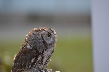 Brown Screech Owl Close up looking away from camera with head scrunched down with green field background