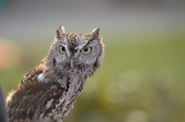 Brown Screech Owl Close up looking at camera with green field background