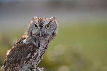 Brown Screech Owl Close up looking at camera with green field background