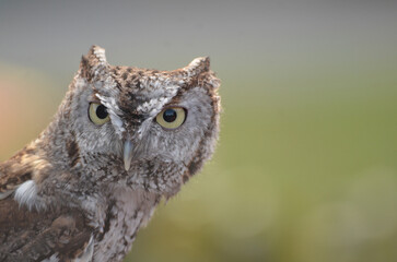 Brown Screech Owl Close up looking at camera with green field background