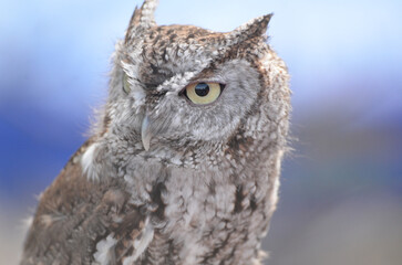 Brown Screech Owl Close up looking at camera with blue background