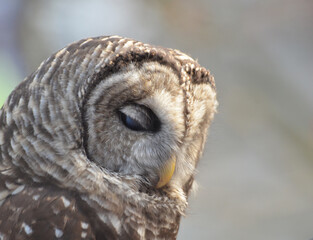 Sleepy Barred Owl close up portrait with head down and eyes closing 