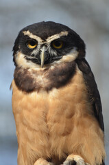Close up of Spectacled Owl looking into camera whole body portrait