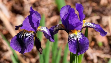 Vibrant Purple Irises Bloom