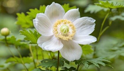 Fototapeta premium Elegance in bloom A pristine white flower in its natural habitat