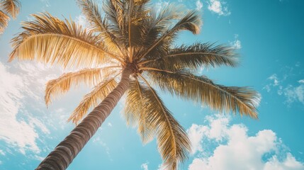 Coconut palm tree on sky background. Low Angle View. Toned image