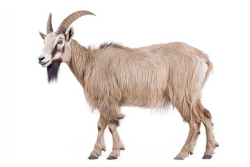 A Light Brown Goat with Curved Horns Standing on a White Background