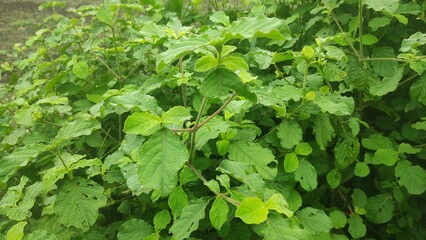 Fototapeta premium Mesosphaerum suaveolens tree.it will growing small branches