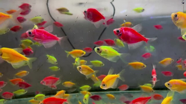 The glowfish swimming in the aquarium are very nice and have a variety of colors.