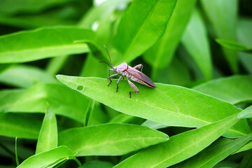 Small pest insects that eat the lush green leaves of kale vegetables