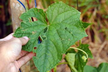 A farmer's hand examines the leaves of a cucumber plant that has holes attacked by pest caterpillars