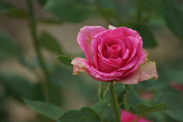 pink rose