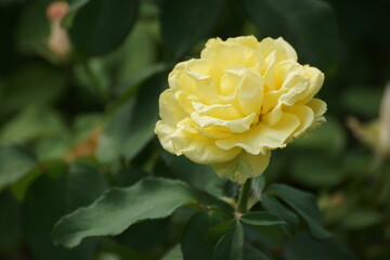 yellow rose 