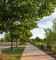 A tree lined sidewalk on the campus of Penn State University in State College, Pennsylvania, USA on a sunny spring day