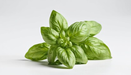 Fototapeta premium Fresh basil leaves ready for culinary delight