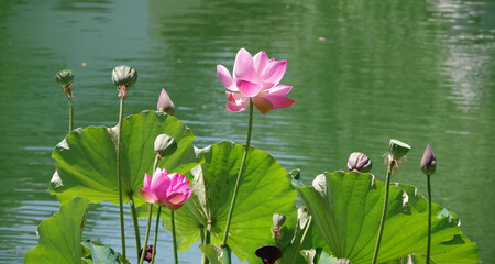 Lotus Flowers on a Pond