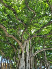 Obraz premium Ancient Banyan Tree Lower Canopy