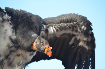 Endangered American Californian Condor in flight close up with wings out in flight