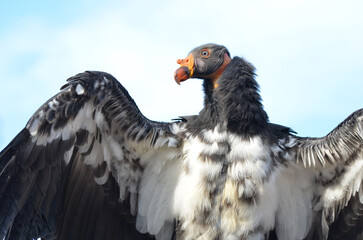 Endangered American Californian Condor in flight close up with wings out while perched