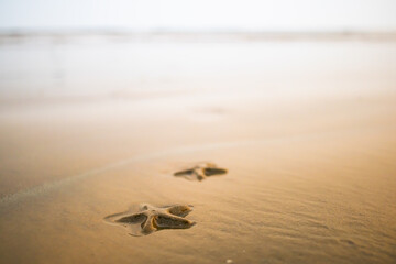 starfish on sea beach sand. 