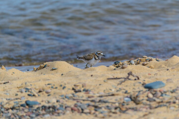 An Immature Kildeer on the Shore of Lake Superior at Seney National Wildlife Refuge at Whitefish Point, near Paradise, Michigan.